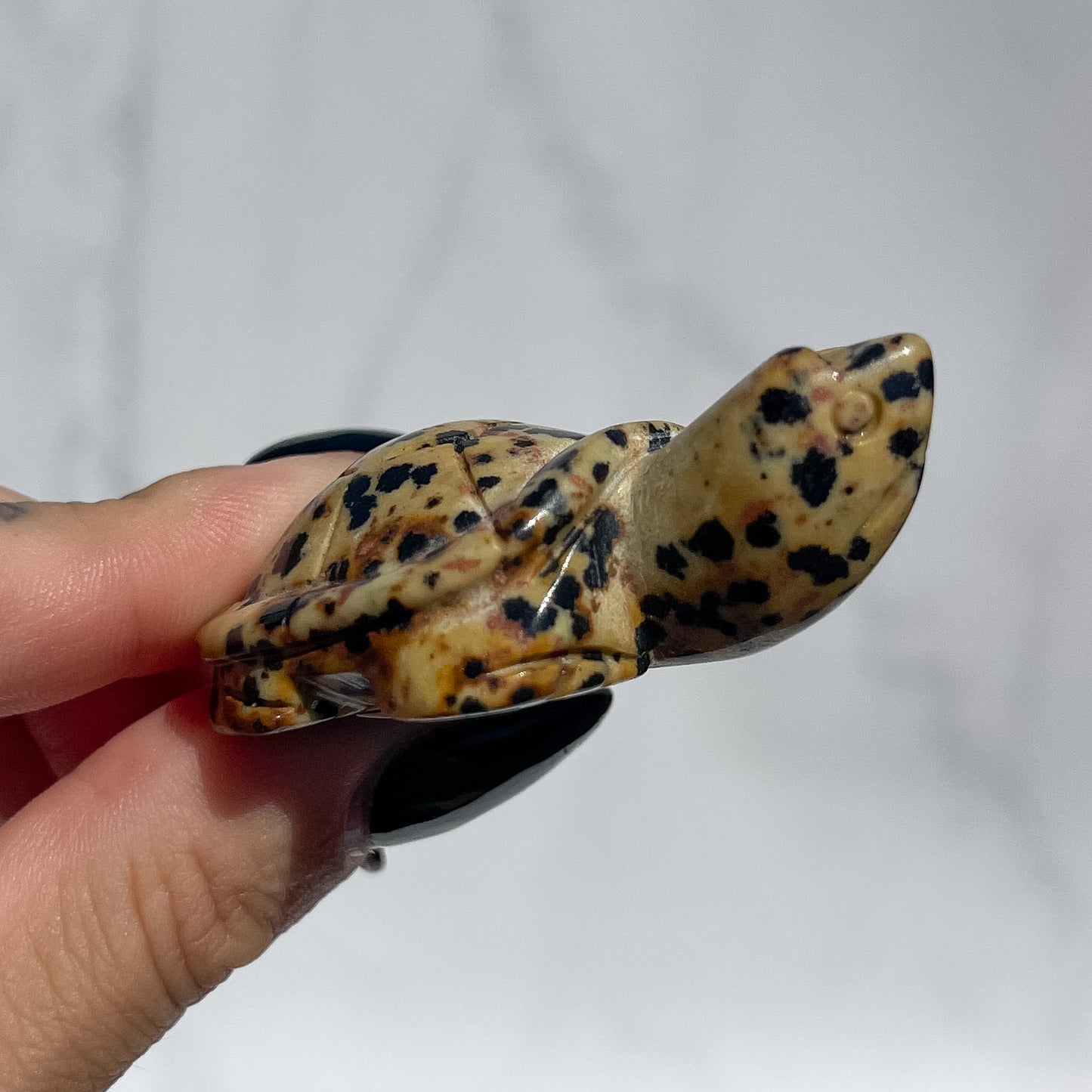 Dalmatian Jasper Turtle