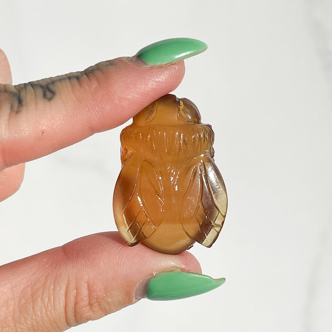Amber Bee 01