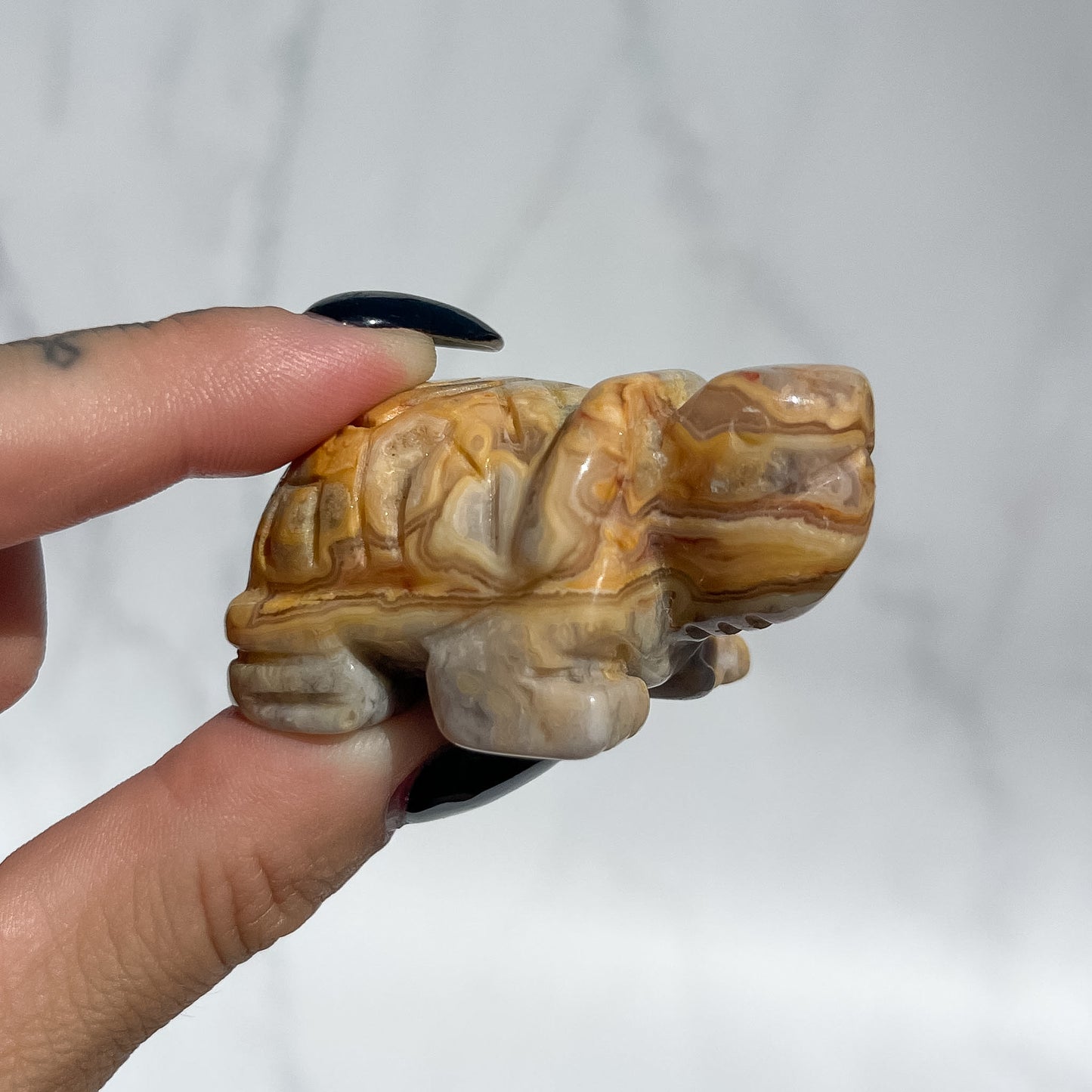 Crazy Lace Agate Tortoise