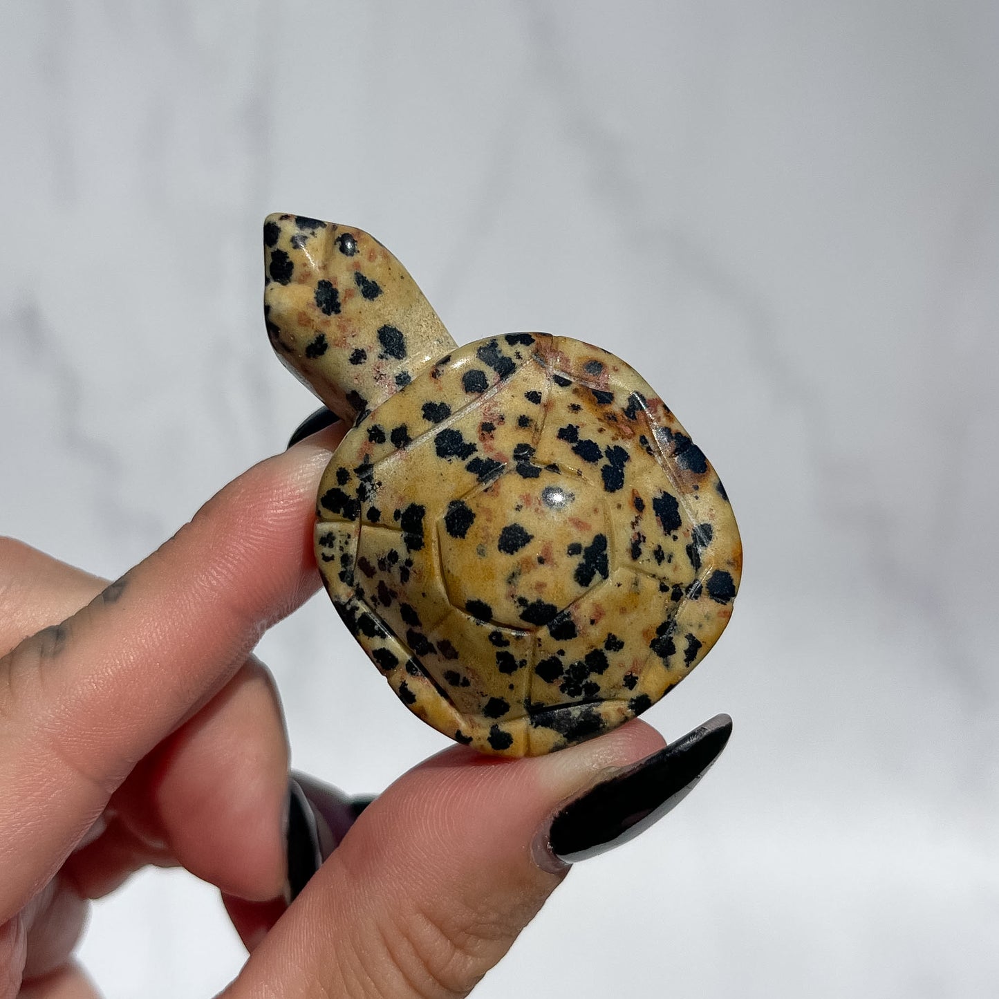 Dalmatian Jasper Turtle