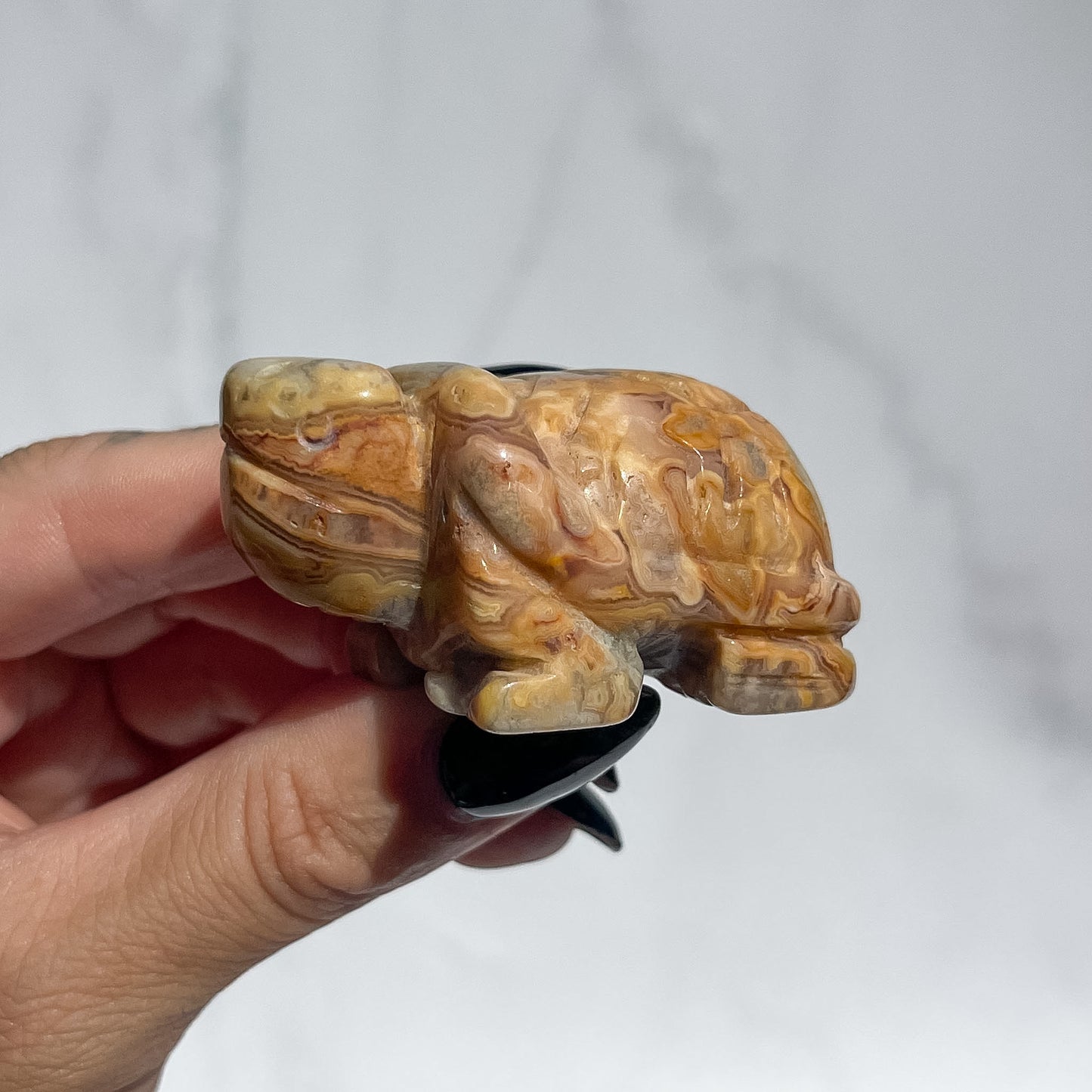 Crazy Lace Agate Tortoise