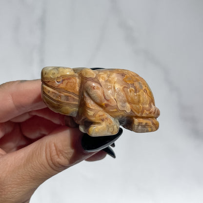 Crazy Lace Agate Tortoise