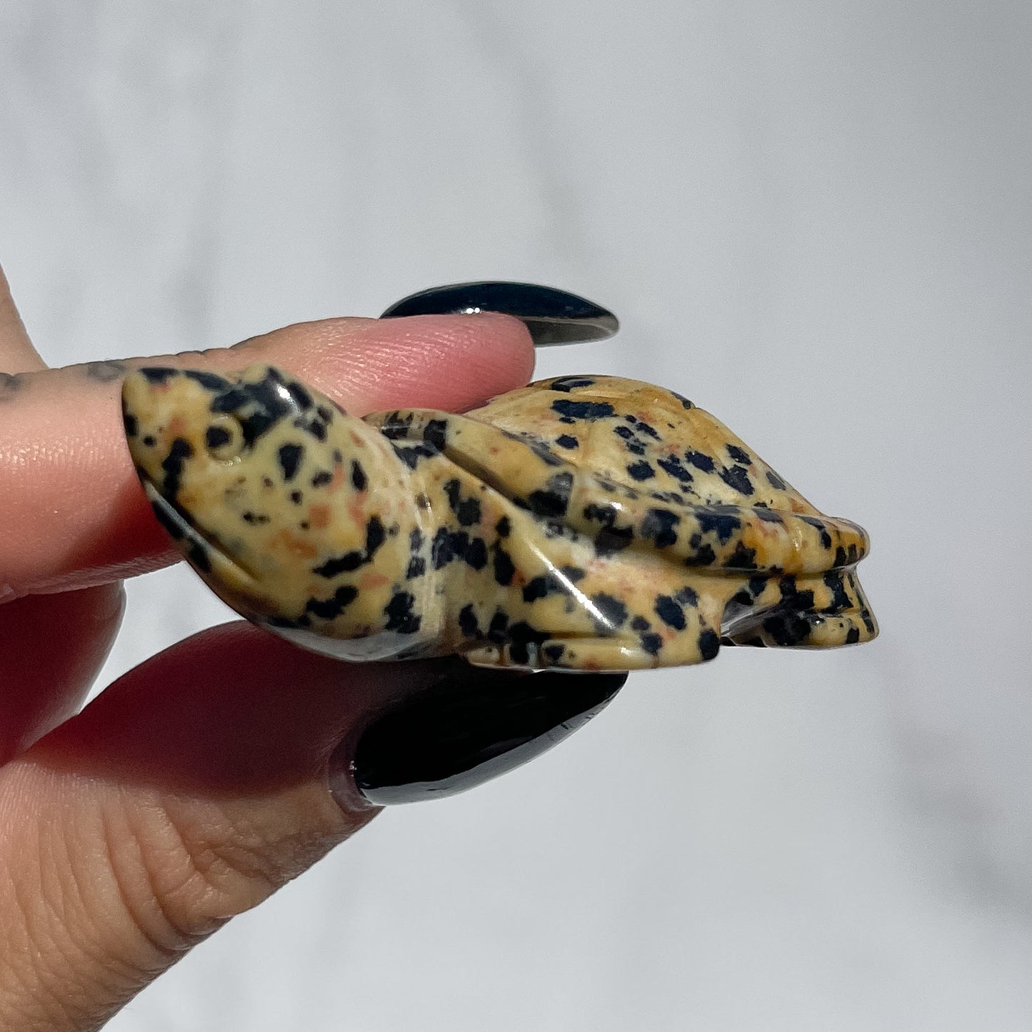 Dalmatian Jasper Turtle