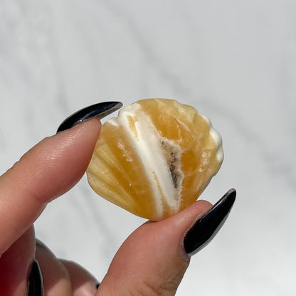 Mixed Seashells with Starfish - Pick your own